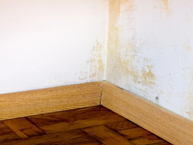 Corner of a room with wooden baseboards and walls showing mold and water damage.